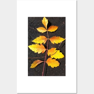 Forest Bathing with the Warmth of Autumn Leaves Posters and Art